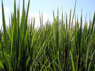 �t���[��